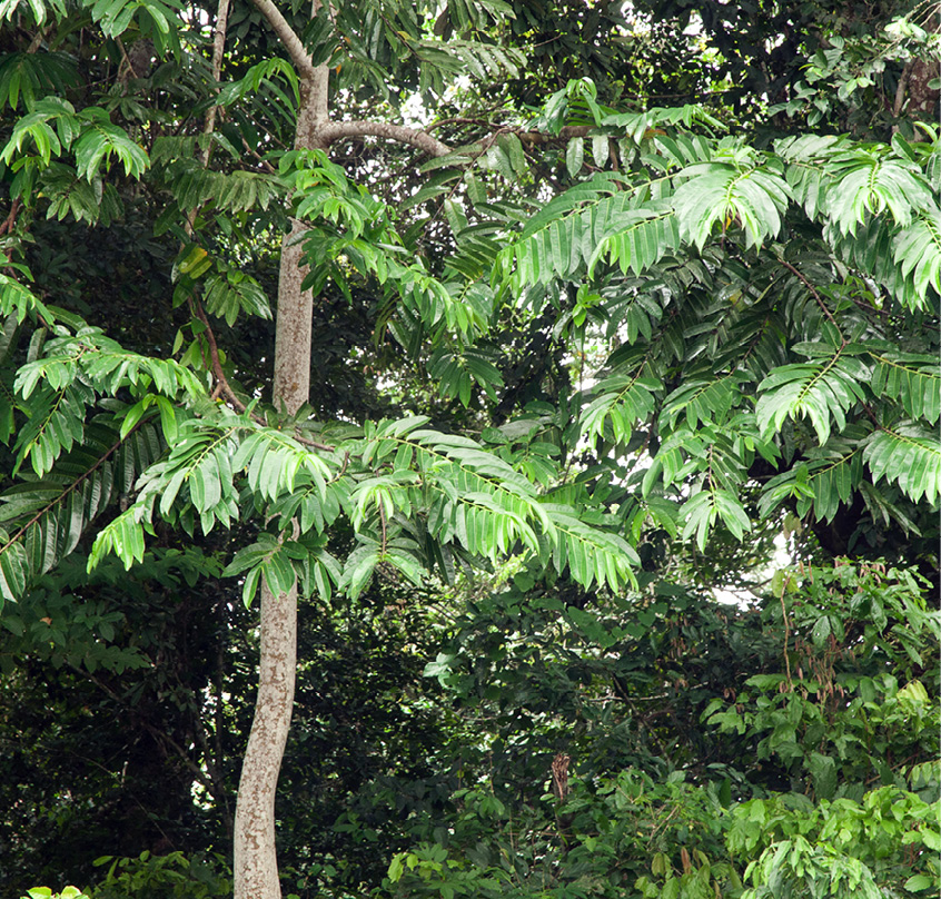 Cleistopholis patens Habit.