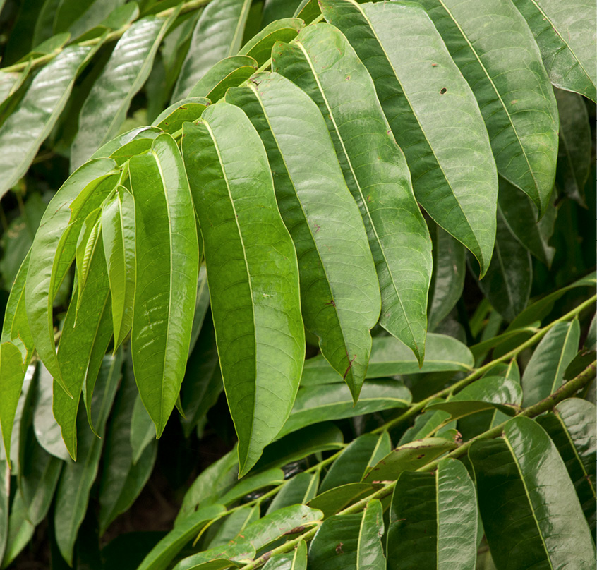 Cleistopholis patens Leafy branch.