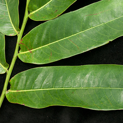 Cleistopholis patens Mature leaves, upper surface.