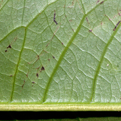 Cleistopholis patens Midrib and venation, lower surface.