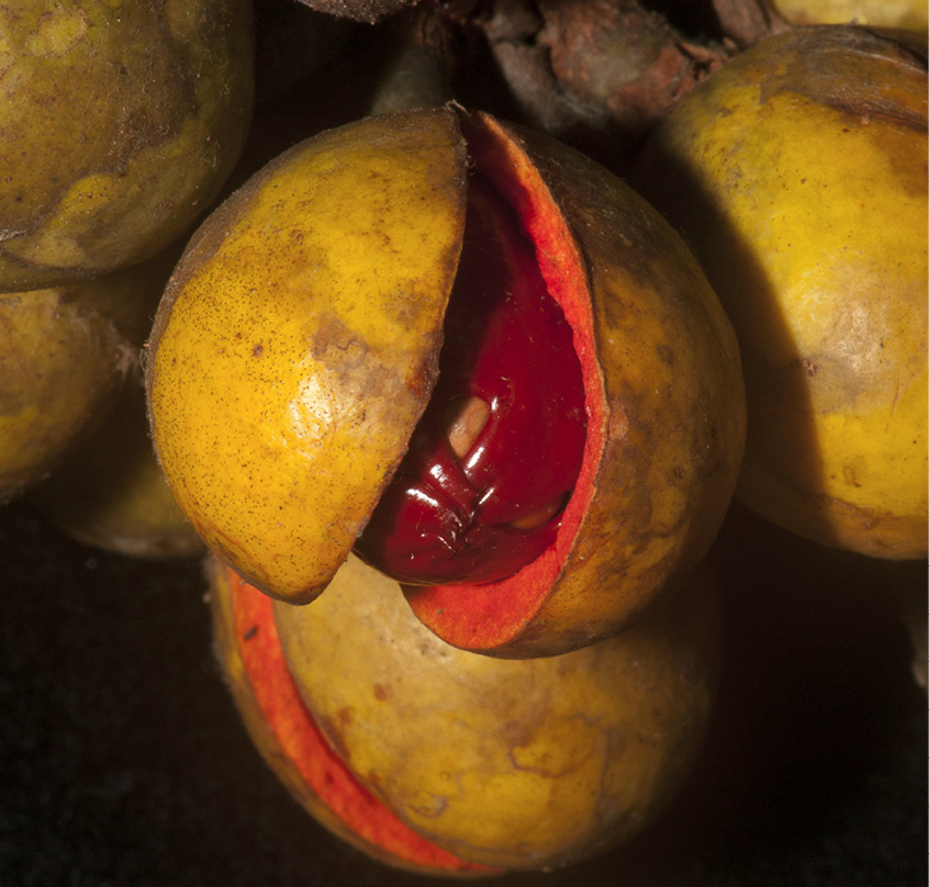 Staudtia kamerunensis Ripe fruit. Staudtia kamerunensis Ripe fruit.