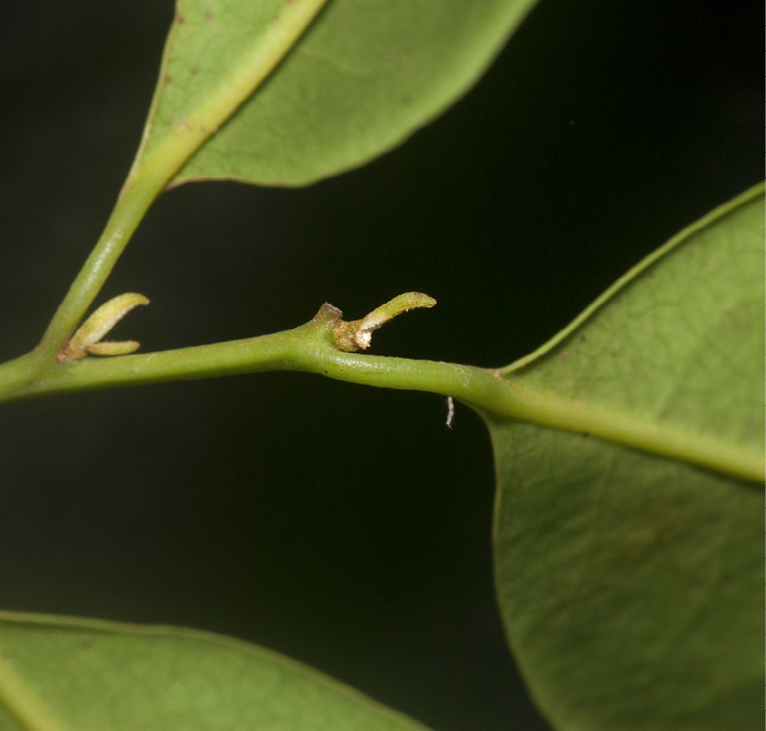 Staudtia kamerunensis 