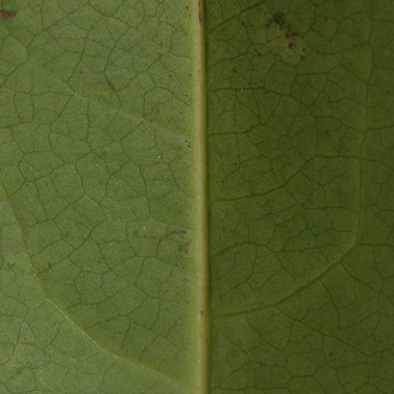 Staudtia kamerunensis Midrib, leaf lower surface.