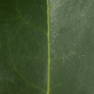 Staudtia kamerunensis Midrib, leaf upper surface.