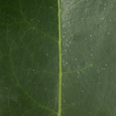 Staudtia kamerunensis Midrib, leaf upper surface. Staudtia kamerunensis Midrib, leaf upper surface.