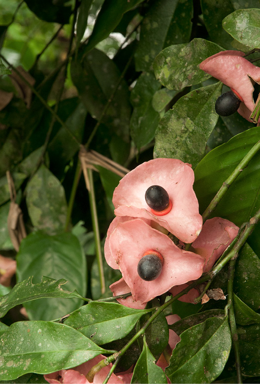 Aptandra zenkeri Fruits.