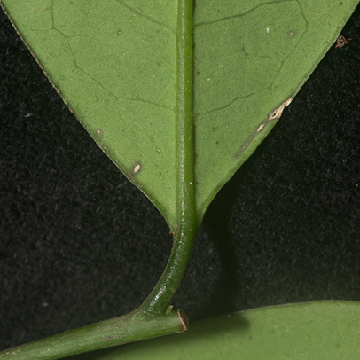 Aptandra zenkeri Leaf base, lower surface.