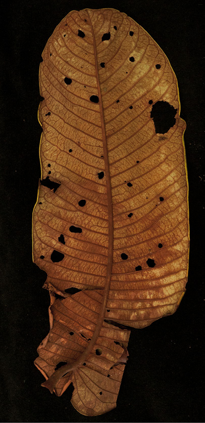 Pycnanthus angolensis Leaf, lower surface.