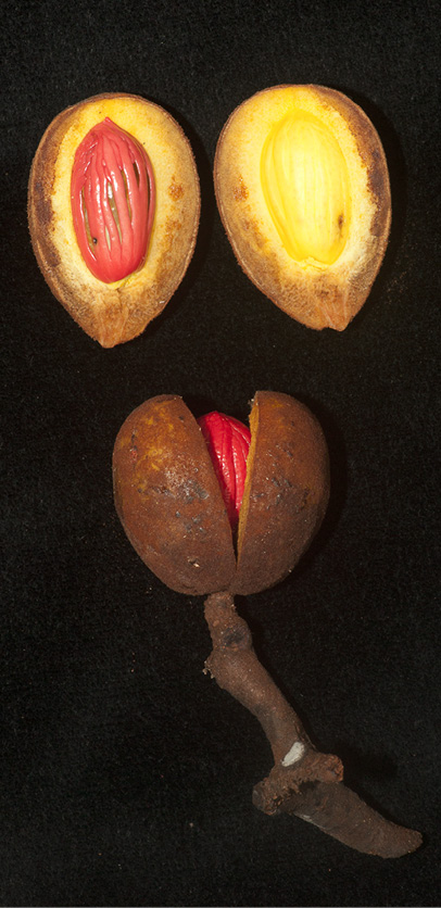 Pycnanthus angolensis Ripe fruits.