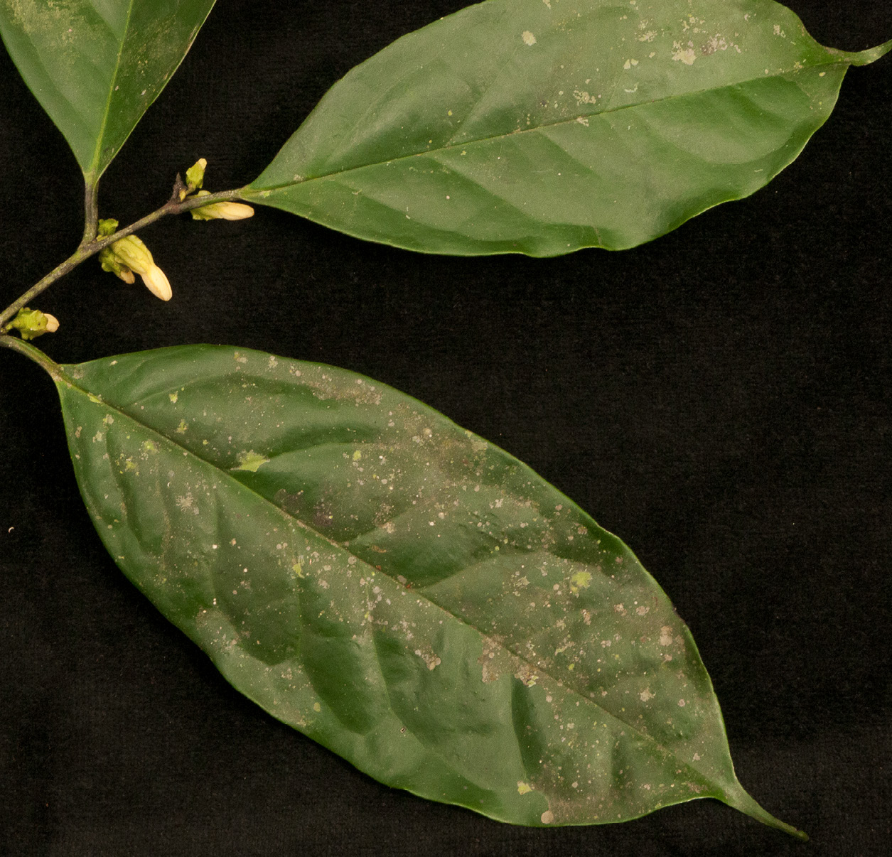 Diospyros bipindensis Leafy branch with flowers.