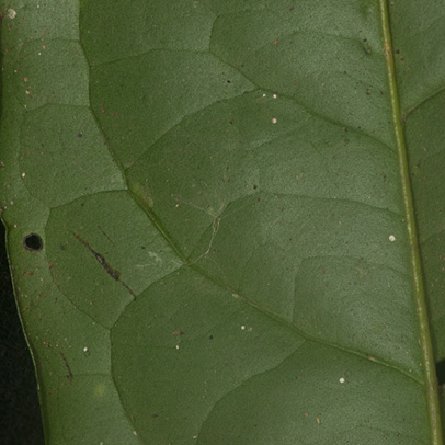 Diospyros bipindensis Midrib and venation, leaf lower surface.