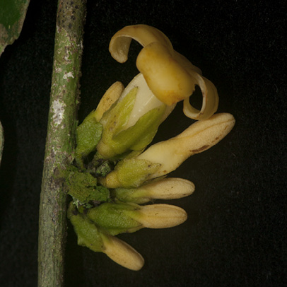 Diospyros bipindensis Flower and flower buds.