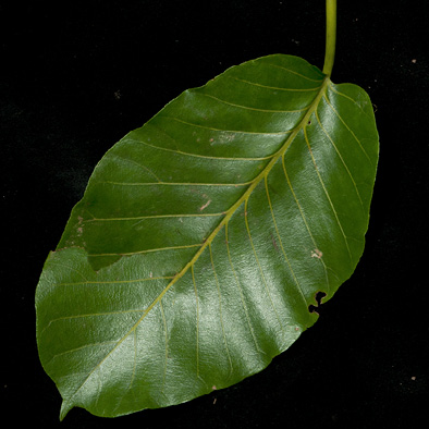 Milicia excelsa Leaf, upper surface.