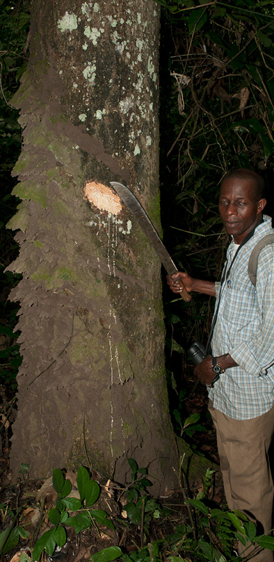 Milicia excelsa Base of tree.