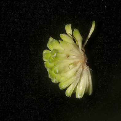 Milicia excelsa Flowers in the inflorescence.