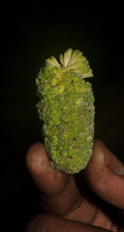 Milicia excelsa Inflorescence.