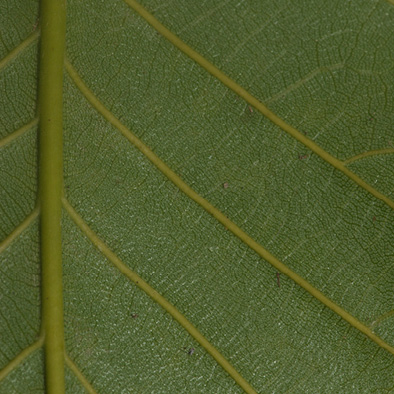 Milicia excelsa Midrib and venation, lower surface.