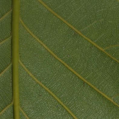 Milicia excelsa Midrib and venation, lower surface. Milicia excelsa Midrib and venation, lower surface.