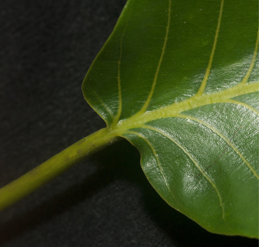 Milicia excelsa Petiole and leaf base, upper surface. Milicia excelsa Petiole and leaf base, upper surface.