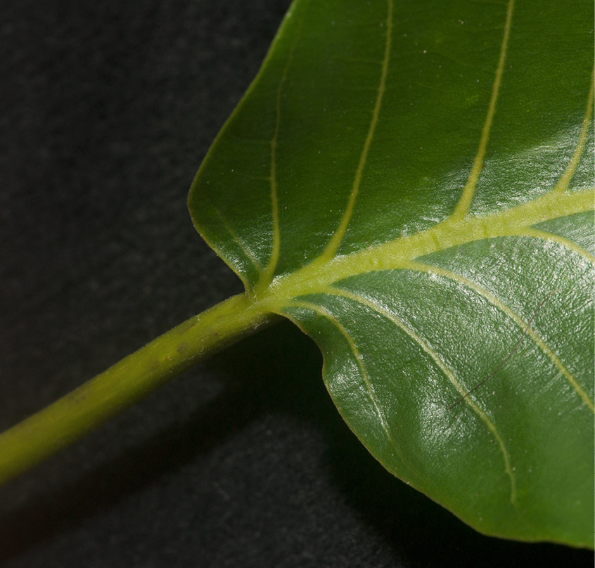 Milicia excelsa Petiole and leaf base, upper surface.