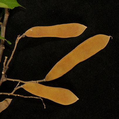 Platysepalum chevalieri Flowers.