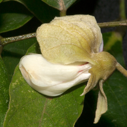 Platysepalum chevalieri Lateral view of flower showing enlarged calyx lobe.