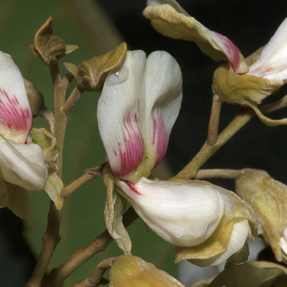 Platysepalum chevalieri Flowers.