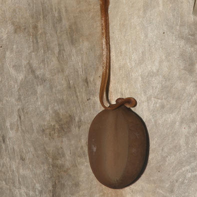 Albizia ferruginea Seed still attached on inside of papery fruit.