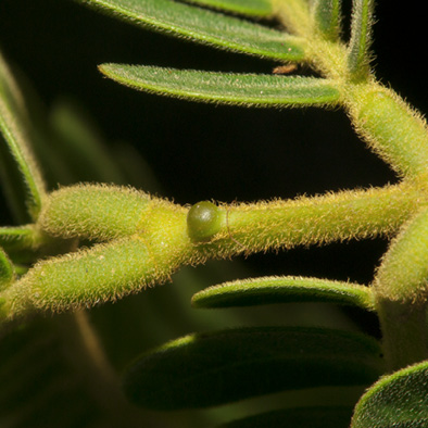 Albizia ferruginea Gland at top of rachis.