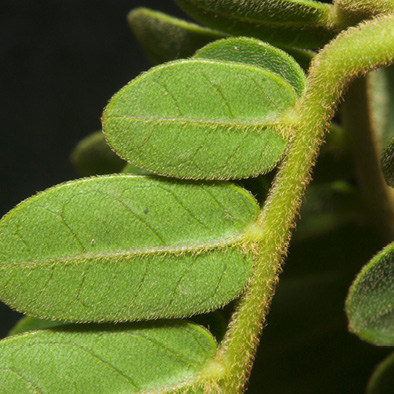 Albizia ferruginea Young leaflets, lower surface.