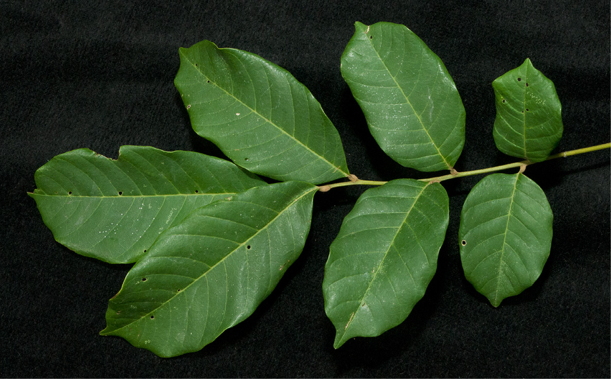 Lecaniodiscus cupanioides Leaf, upper surface. Lecaniodiscus cupanioides Leaf, upper surface.