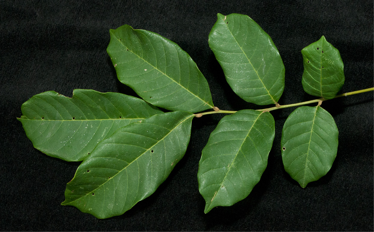 Lecaniodiscus cupanioides Leaf, upper surface.