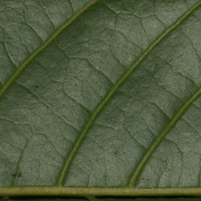Lecaniodiscus cupanioides Midrib and venation, leaflet lower surface.