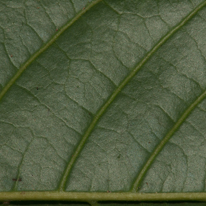 Lecaniodiscus cupanioides Midrib and venation, leaflet lower surface. Lecaniodiscus cupanioides Midrib and venation, leaflet lower surface.