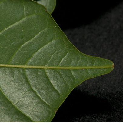 Lecaniodiscus cupanioides Tip of leaflet. Lecaniodiscus cupanioides Tip of leaflet.