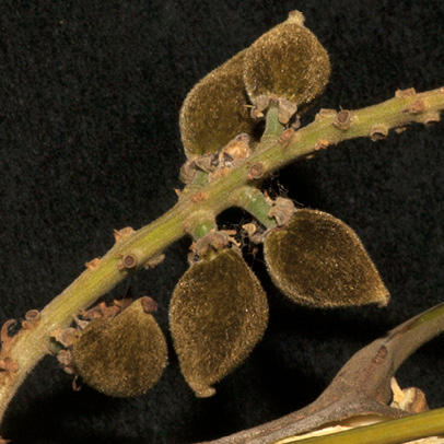 Lecaniodiscus cupanioides Immature fruit.