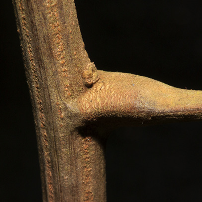 Lecaniodiscus cupanioides Petiole base. Lecaniodiscus cupanioides Petiole base.