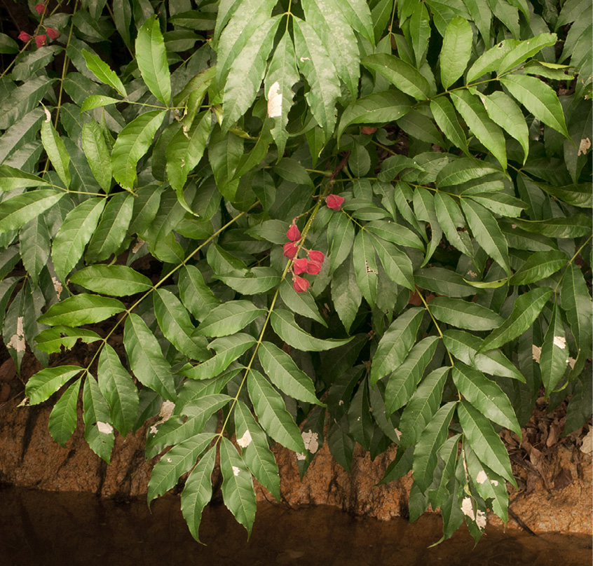 Bersama palustris Leafy branches with fruit.