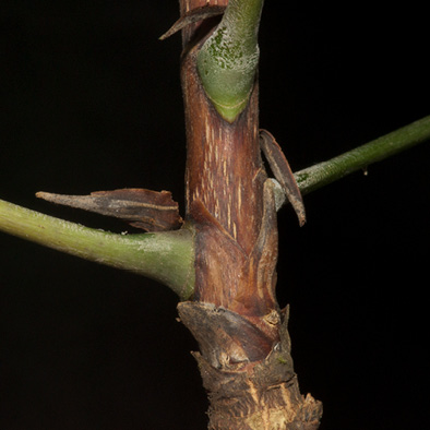Bersama palustris Petiole bases with intrapetiolar stipules.