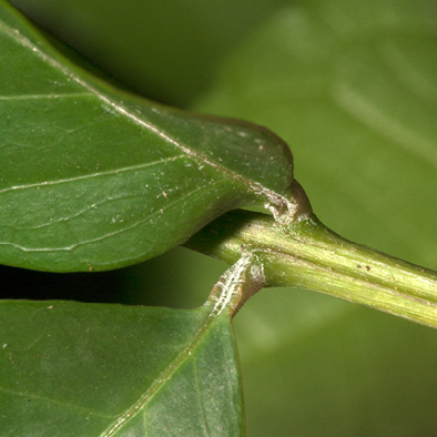 Bersama palustris Leaflet bases and leaf rachis.