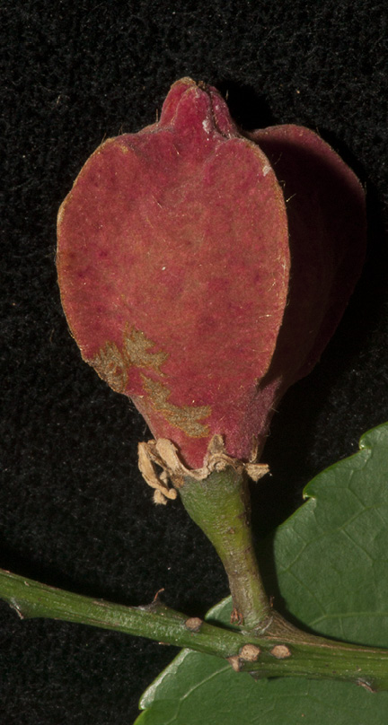 Bersama palustris Ripe fruit.