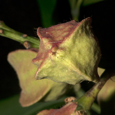 Bersama palustris Immature fruit.