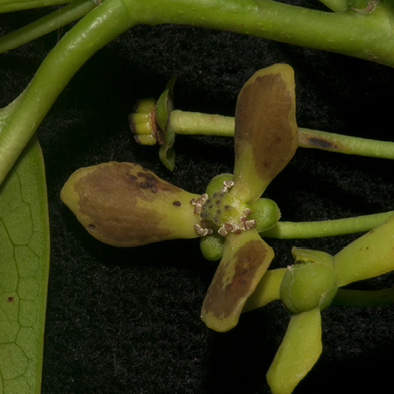 Cleistopholis patens Flower.