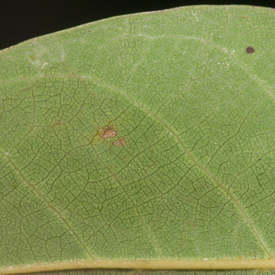 Irvingia smithii Midrib and venation, leaf lower surface.
