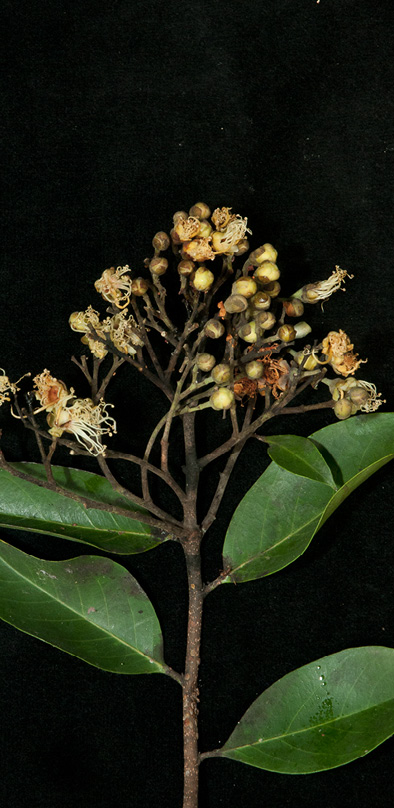 Maranthes glabra Flowering shoot.