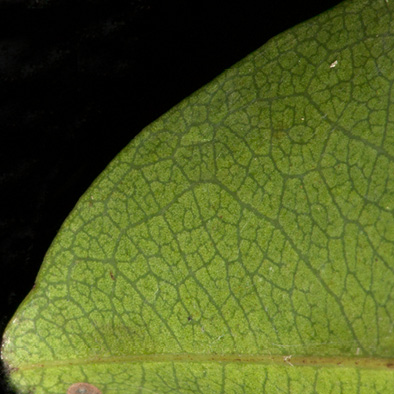 Maranthes glabra Midrib and venation, lower surface.