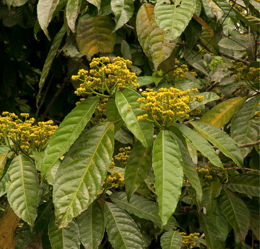 Rinorea oblongifolia Flowering branches.