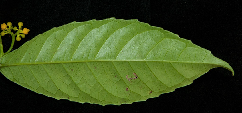 Rinorea oblongifolia Leaf, lower surface.