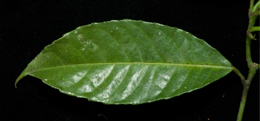 Rinorea oblongifolia Leaf, upper surface.