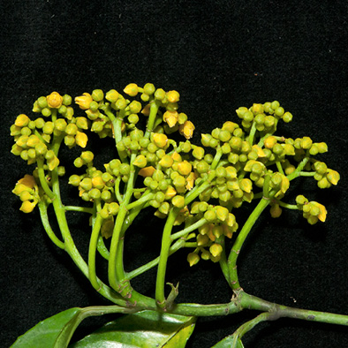 Rinorea oblongifolia Inflorescence.